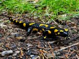 Feuersalamander als Botschafter für den Naturschutz in Nußloch