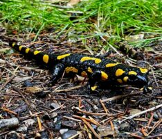 Feuersalamander als Botschafter für den Naturschutz in Nußloch