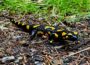 Feuersalamander als Botschafter für den Naturschutz in Nußloch
