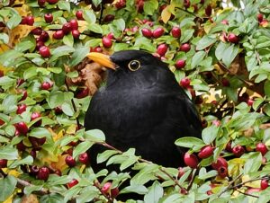 Dietz, Amsel, Vogel