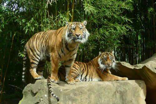 Die beiden Geschwister im Dezember 2023 im Zoo Heidelberg Foto: Petra Medan/Zoo Heidelberg