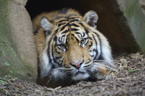 Tigerin Marwar zieht demnächst in einen Zoo nach Dänemark Foto: Peter Bastian/Zoo Heidelberg