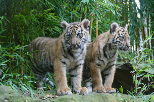 Tiger Tujuh (l.) mit Mutter Karis (r.) im Zoo Heidelberg (Foto: Petra Medan/Zoo Heidelberg)