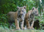 Junge Tiger verlassen den Zoo Heidelberg