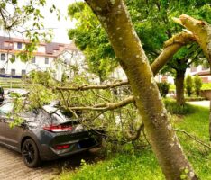 Feuerwehr befreite Autos von herabgestürztem Ast