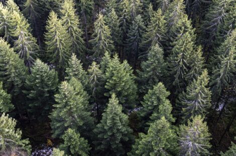 Deutschlands Wälder bleiben im Krisenmodus