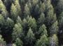 „Ab in den Wald“: Zwei besondere Veranstaltungen im Juni