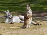 Riesenkängurus aus nächster Nähe beobachten – Im Heidelberger Zoo möglich