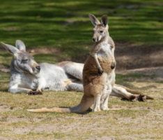 Riesenkängurus aus nächster Nähe beobachten – Im Heidelberger Zoo möglich
