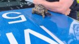 Fund in Weinheim: Wer vermisst seine Landschildkröte?