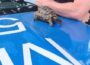 Fund in Weinheim: Wer vermisst seine Landschildkröte?