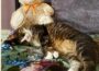 Kater Zeus findet mit 21 Jahren ein neues Zuhause