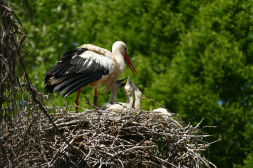 Die Störche umsorgen den Nachwuchs. (Foto: Petra Medan/Zoo Heidelberg)