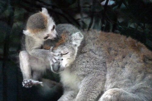 Kronenmaki-Nachwuchs beim gemeinsamen Spiel mit der Mutter. (Foto: Heidrun Knigge/Zoo Heidelberg)
