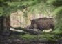 Afrikanische Schweinepest (ASP): Rhein-Neckar-Kreis errichtet weitere Schutzzäune