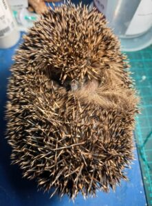 Ein verletzter Igel namens „Kleiner Freund“ wurde aufgenommen und liebevoll versorgt. Trotz einer fehlenden Pfote kämpft er sich zurück ins Leben. Foto: Stephie Zeck