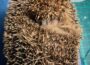 Ein kleiner Igel ganz groß – Wie „Kleiner Freund“ seinen Weg zurück ins Leben findet