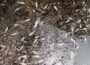 Nußloch: Plötzliches Fischsterben im Leimbach löst Feuerwehreinsatz aus