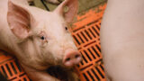 IG BAU ruft Beschäftigte in der Tierhaltung zu Umfrage auf
