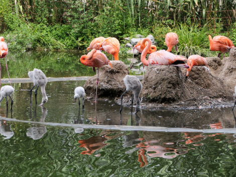 Kindergarten im Flamingosee – Flamingo-Nachwuchs im Zoo Heidelberg