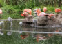 Kindergarten im Flamingosee – Flamingo-Nachwuchs im Zoo Heidelberg