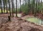 Wie der Wald zum Schwammwald wird