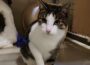 Kater Jan wartet im Tom-Tatze-Tierheim auf ein Zuhause