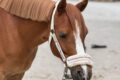 Ponyführen beim Reit- und Fahrverein Wiesloch