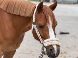 Ponyführen beim Reit- und Fahrverein Wiesloch