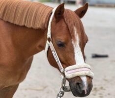 Ponyführen beim Reit- und Fahrverein Wiesloch