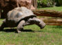 Spendenlauf im Zoo Heidelberg für neues Schildkrötenhaus