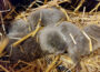 Familienzuwachs bei Faultieren und Ottern im Zoo Heidelberg