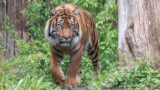 Traurige Nachrichten aus dem Zoo Heidelberg: Sumatratiger „Tebo“ verstorben