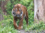 Traurige Nachrichten aus dem Zoo Heidelberg: Sumatratiger „Tebo“ verstorben