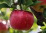 Frisches Obst für den guten Schulstart