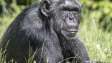 Zoologische Gärten trauern um Jane Goodall