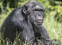 Zoologische Gärten trauern um Jane Goodall