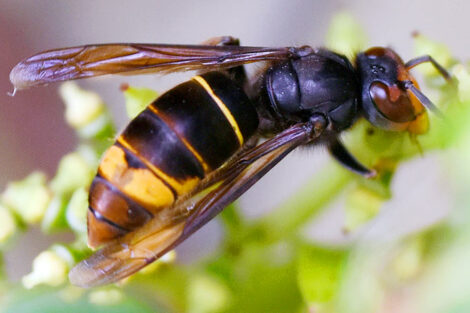 Invasive Art im Fokus: Die Asiatische Hornisse