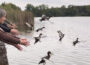 Junge Moorenten aus dem Zoo Heidelberg ausgewildert