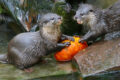 Halloween wird tierisch spannend im Zoo Heidelberg