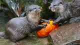 Halloween wird tierisch spannend im Zoo Heidelberg