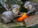 Halloween wird tierisch spannend im Zoo Heidelberg
