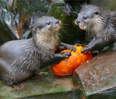 Halloween wird tierisch spannend im Zoo Heidelberg