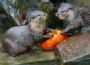 Halloween wird tierisch spannend im Zoo Heidelberg