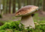 Pilze naturverträglich sammeln und genießen – das müssen Sie wissen!