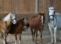 Vorstellungsrunde der Ponyclub-Ponys
