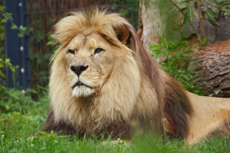 Ältester Löwe Deutschlands im Zoo Heidelberg eingeschläfert