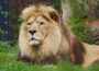 Ältester Löwe Deutschlands im Zoo Heidelberg eingeschläfert