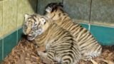 Erste Fotos vom Tigernachwuchs im Zoo Heidelberg!