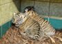 Erste Fotos vom Tigernachwuchs im Zoo Heidelberg!